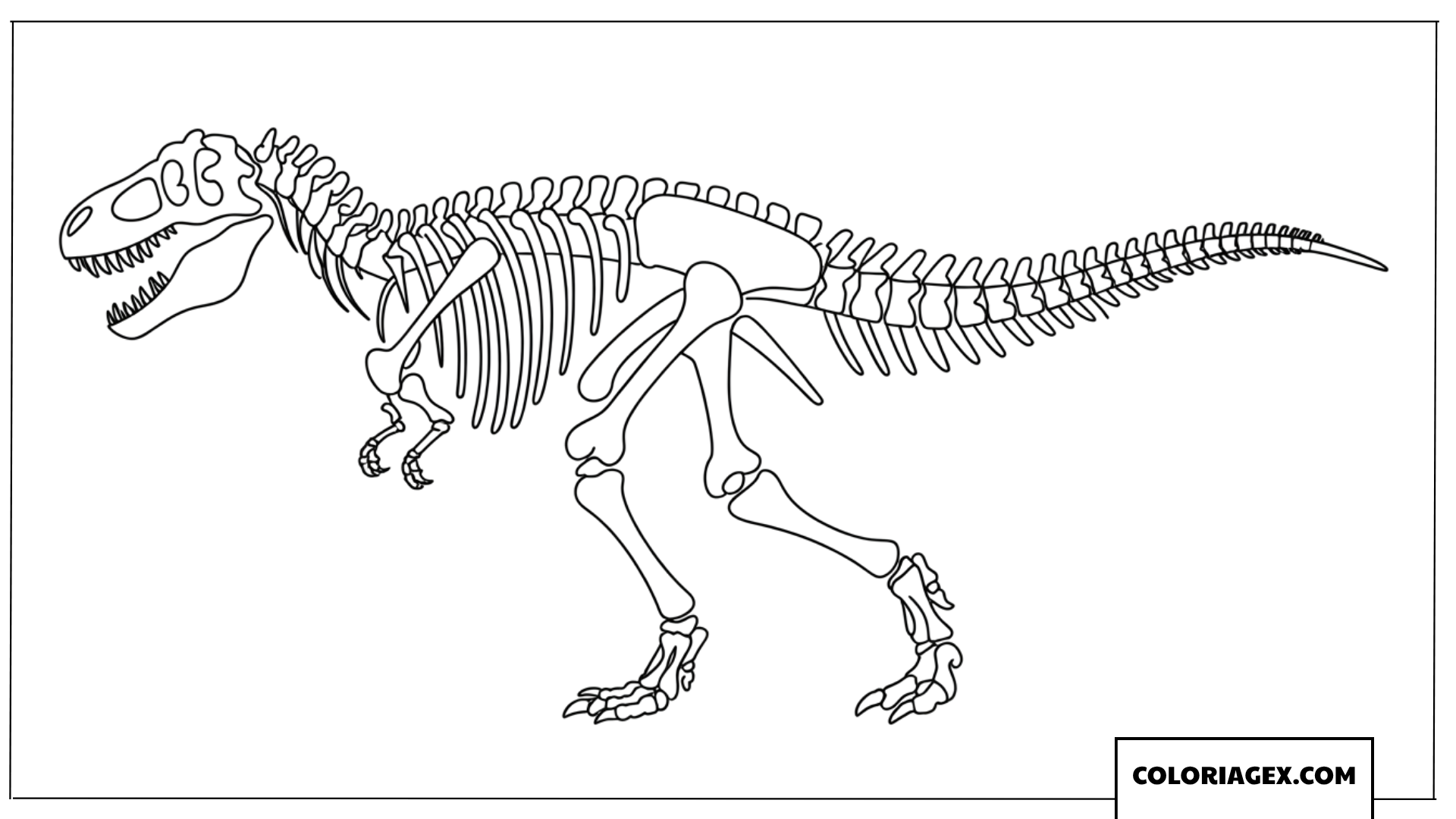 Dessin squelette complet de T Rex pour coloriage educatif
