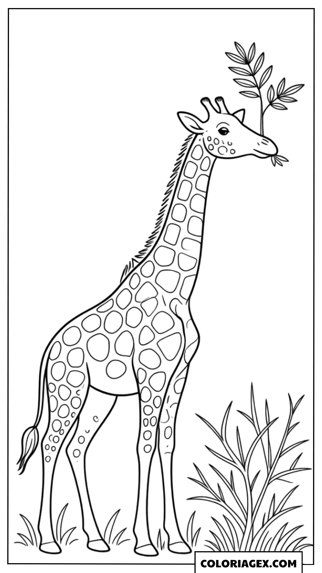 Coloriage Girafe mangeant des feuilles