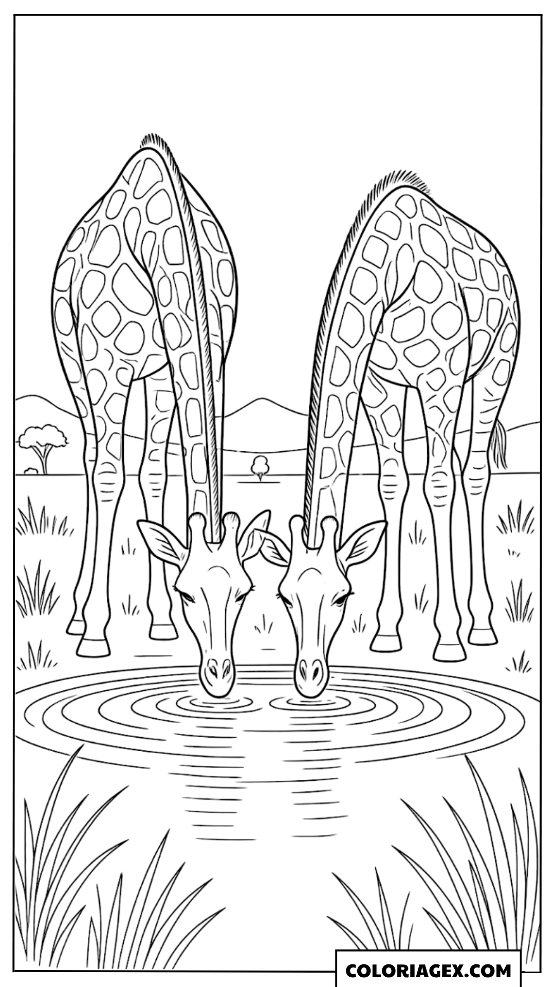 Coloriage Girafes près du point d’eau