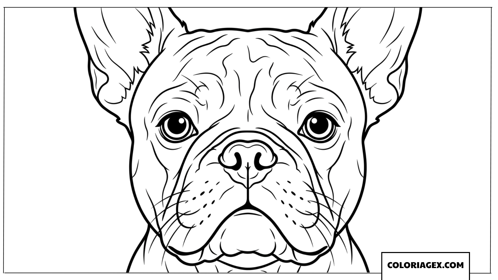 Coloriage Gros plan sur le visage dun bouledogue francais