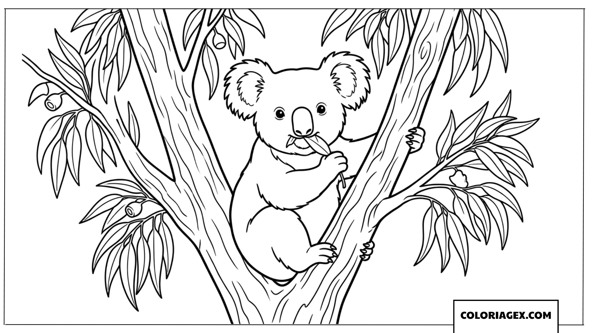 Coloriage de Koala mangeant des feuilles deucalyptus