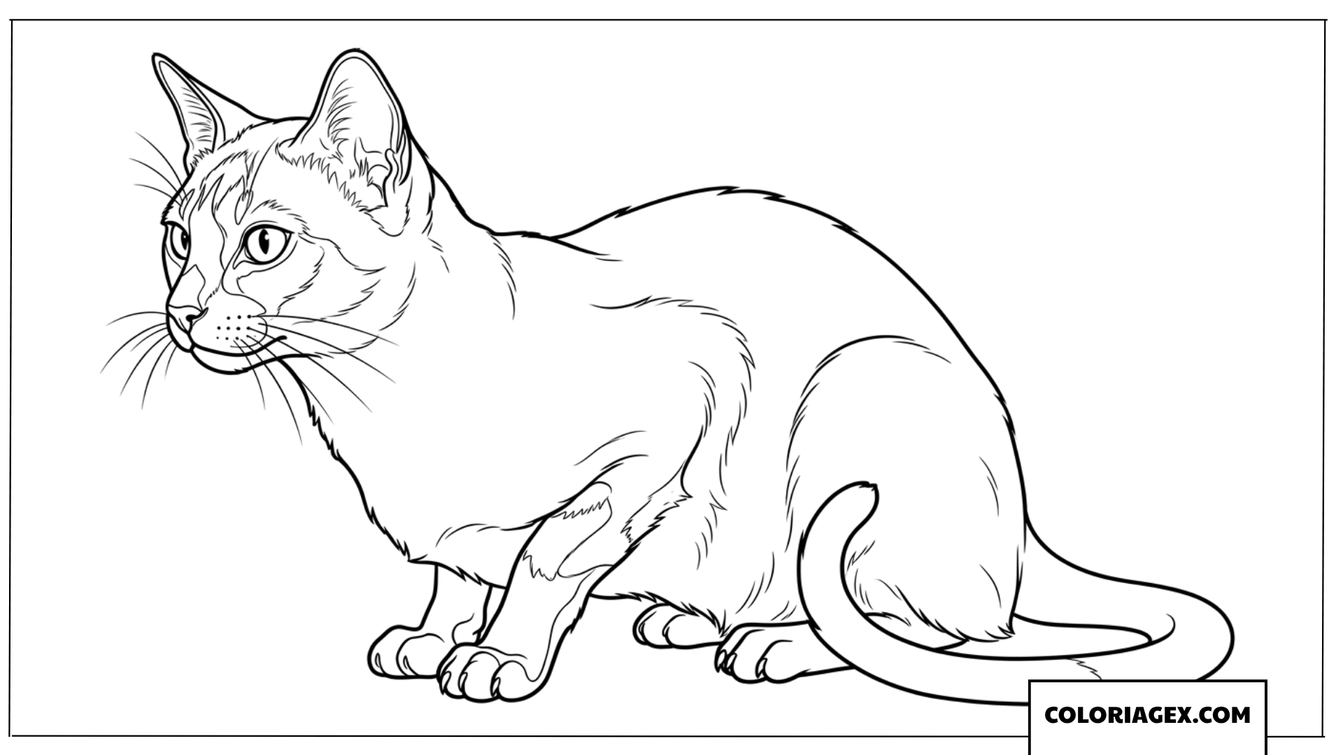 Coloriage de chat Siamois au regard intense