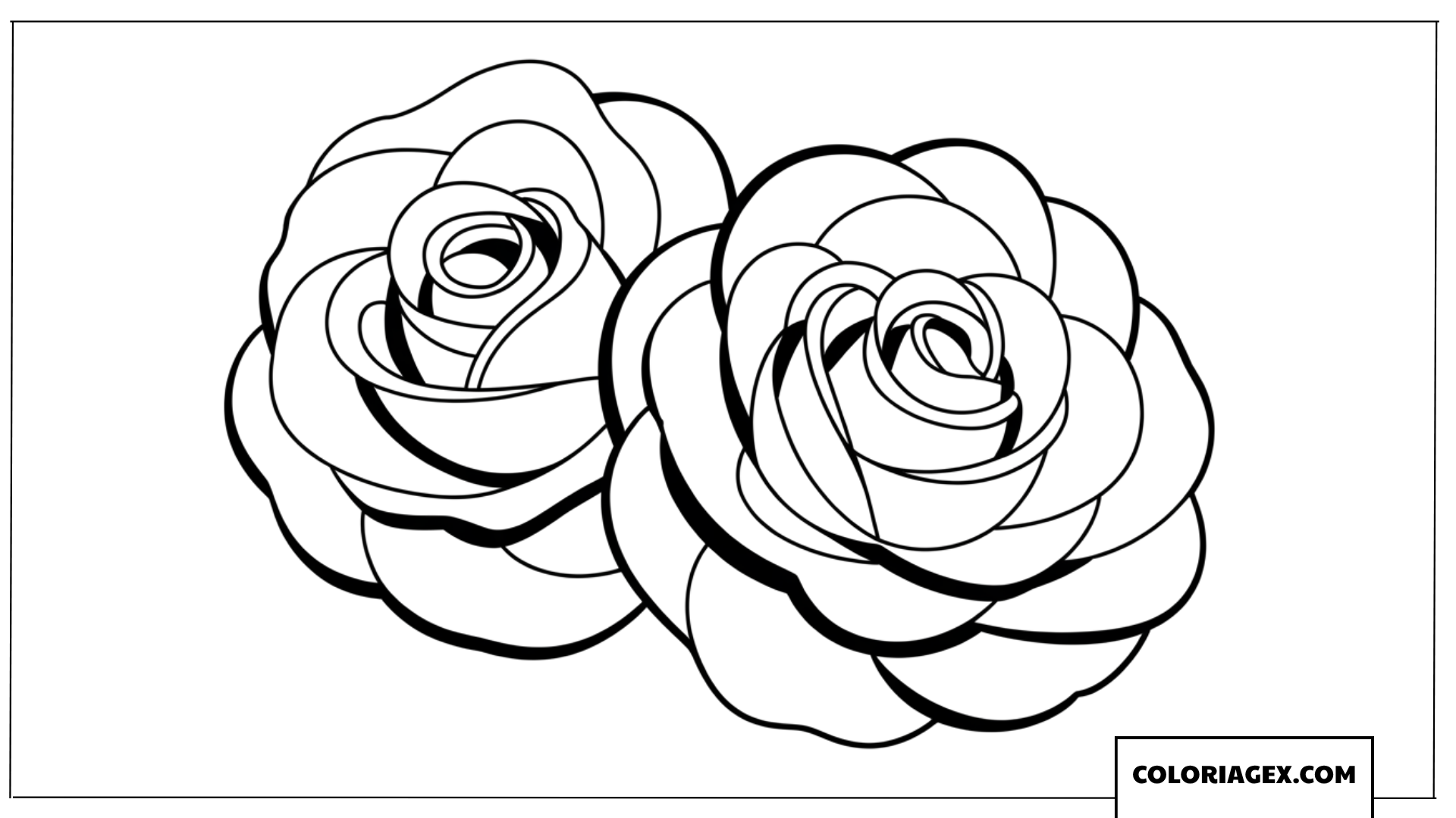 Coloriage de deux belles roses épanouies