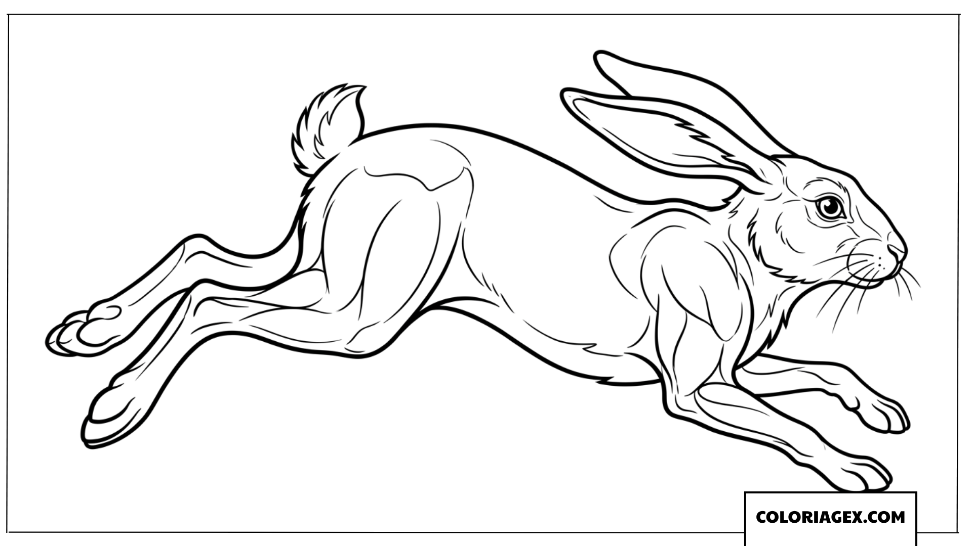 Coloriage d'un lapin en plein saut