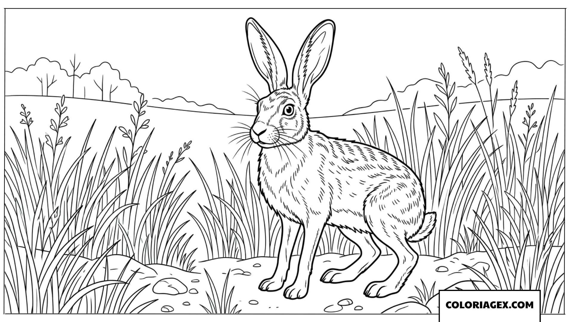 Coloriage d'un lièvre sauvage debout dans l'herbe
