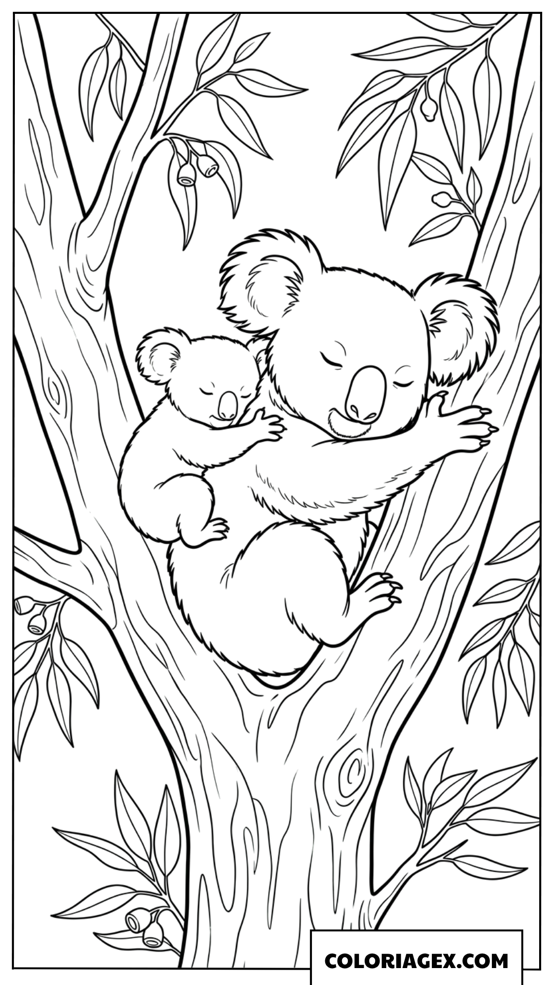 Coloriage dun petit koala dormant sur sa maman