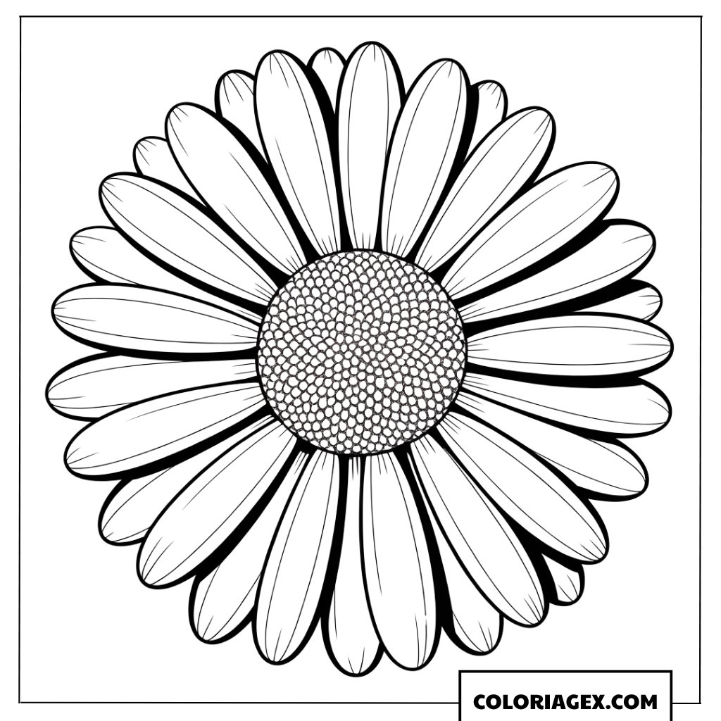 Coloriage d'une jolie fleur de marguerite en pleine floraison