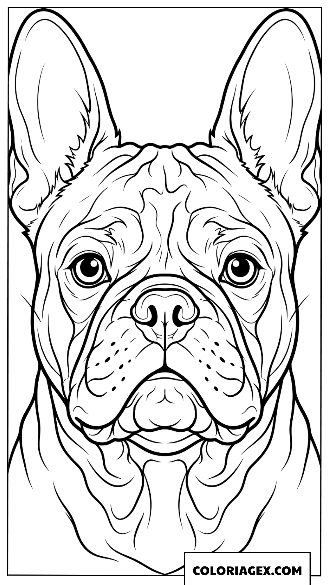 Coloriage portrait détaillé d'un Bouledogue Français