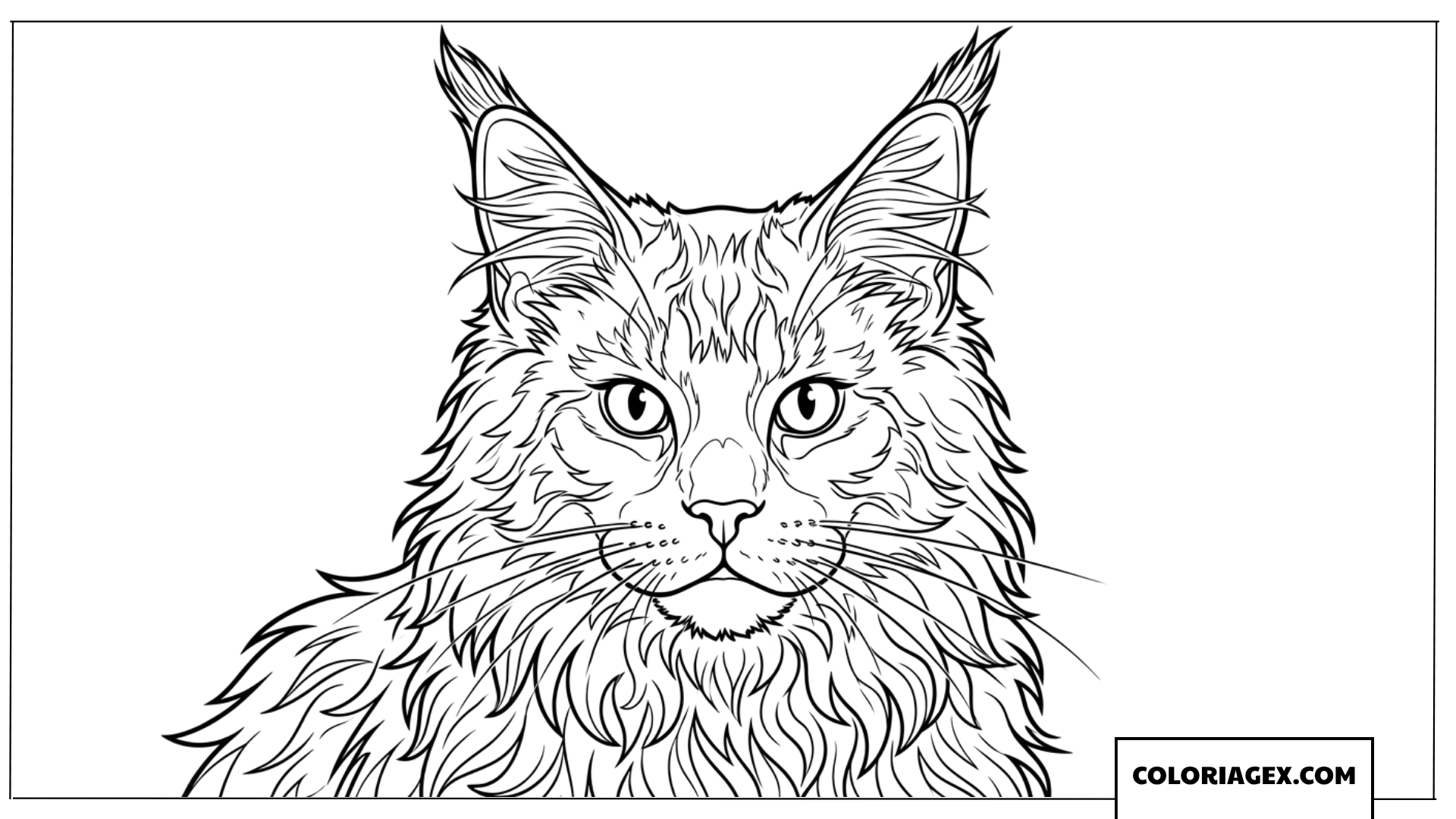 Coloriage portrait en gros plan d'un chat Maine Coon