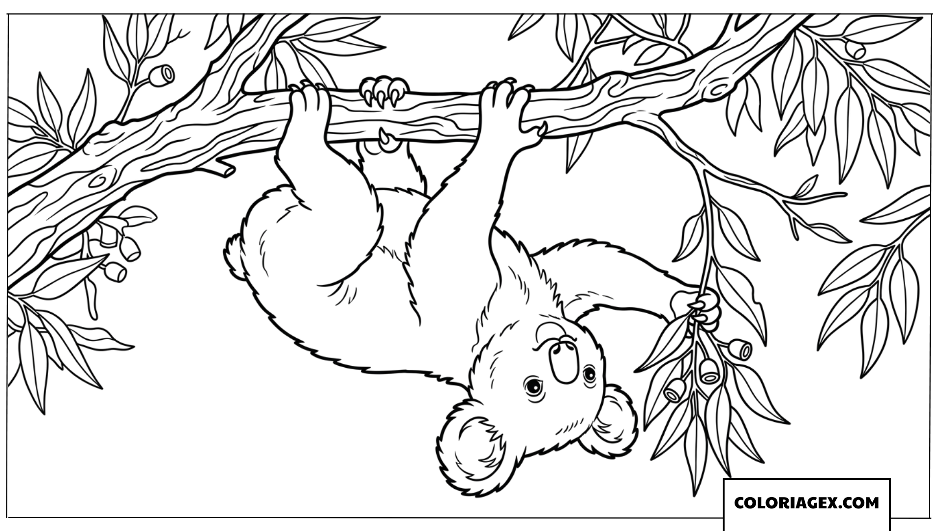 Dessin de Koala suspendu a une branche deucalyptus