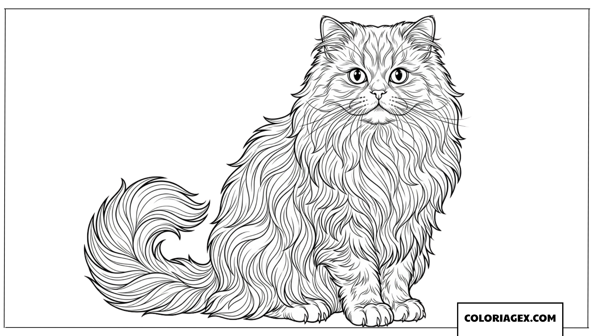 Dessin de chat Persan avec un pelage long et élégant