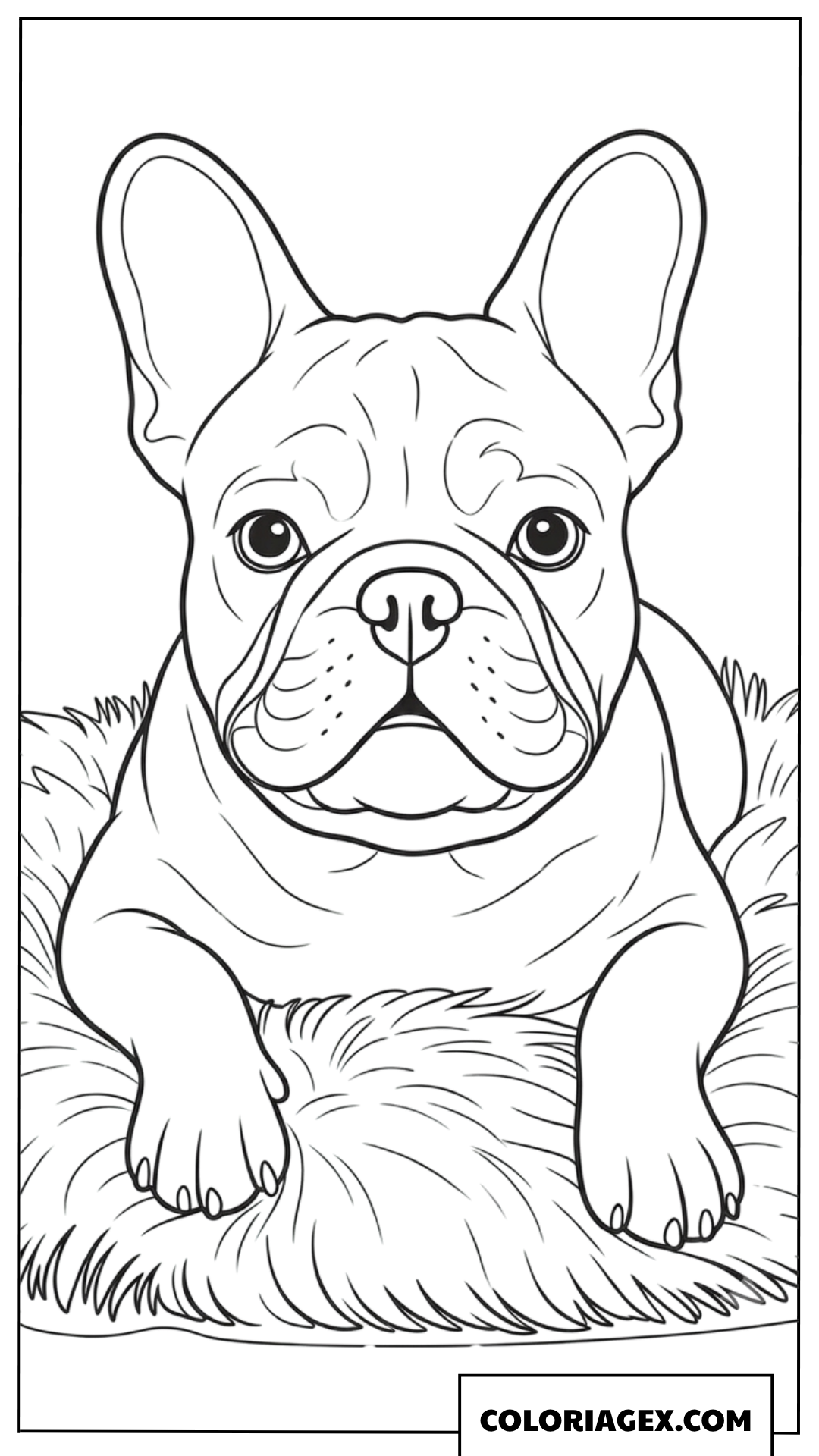 Dessin d'un Bouledogue Français couché sur un tapis à colorier