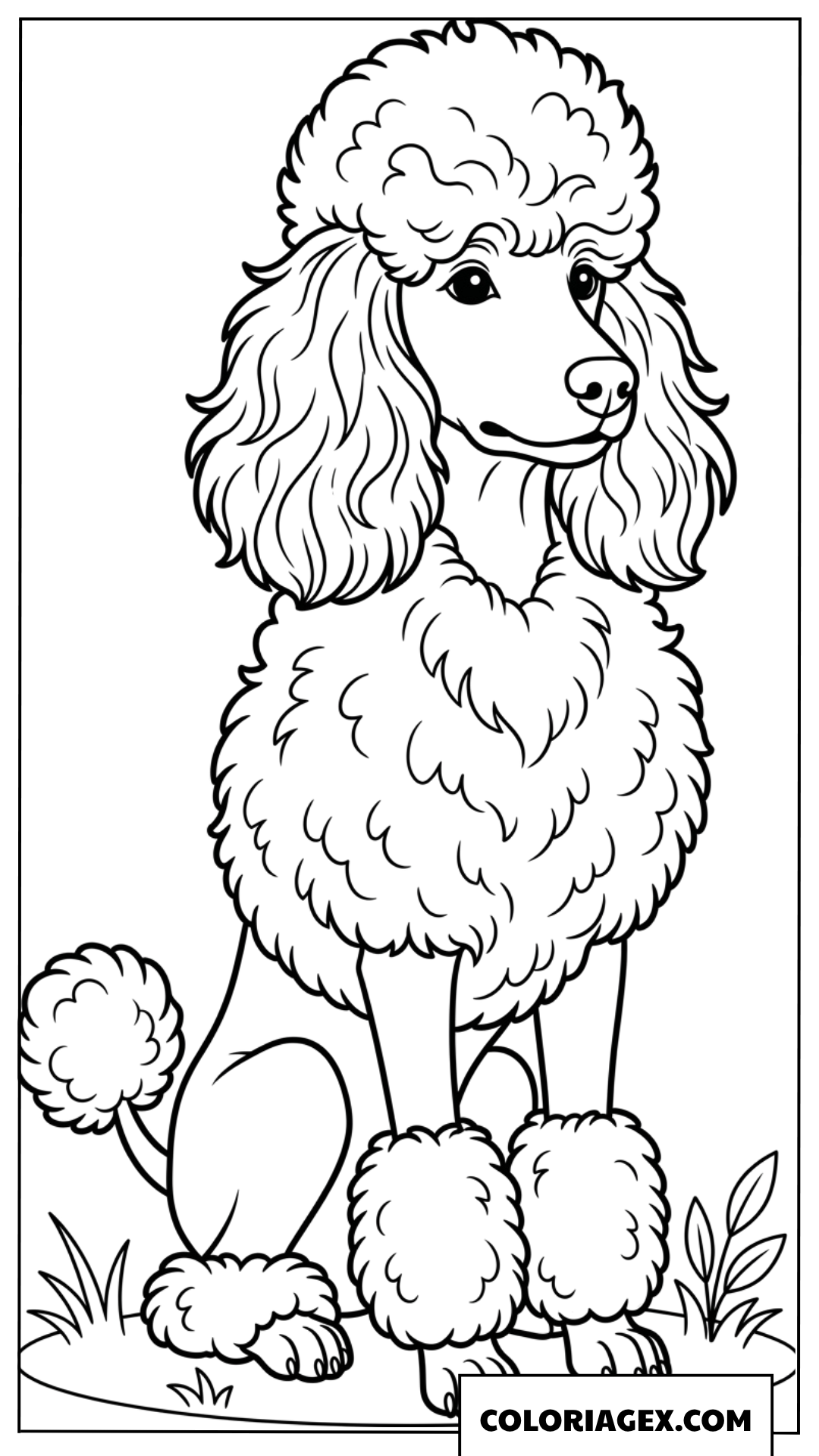 Dessin d'un caniche élégant assis