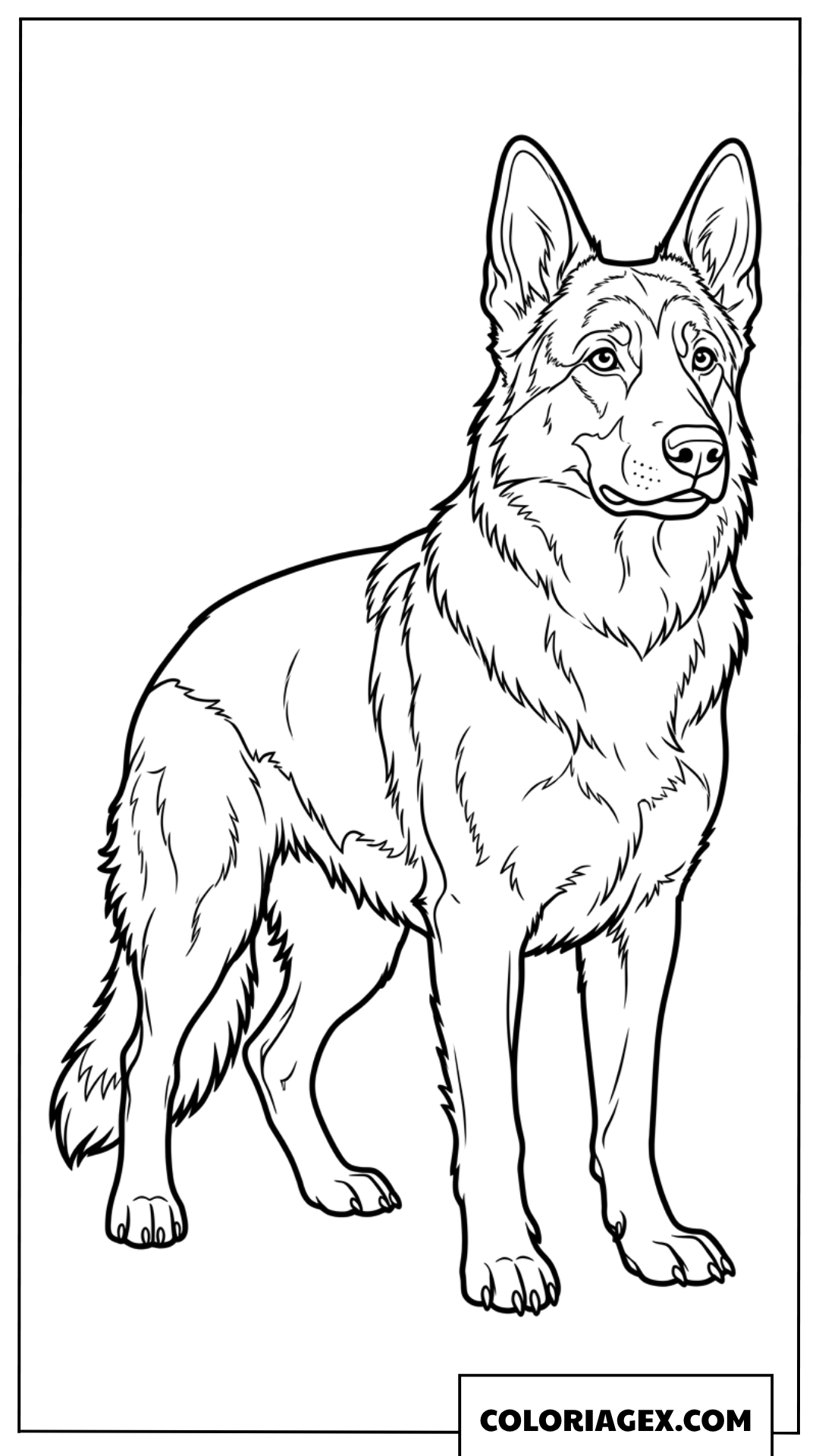 Dessin d'un fier berger allemand debout