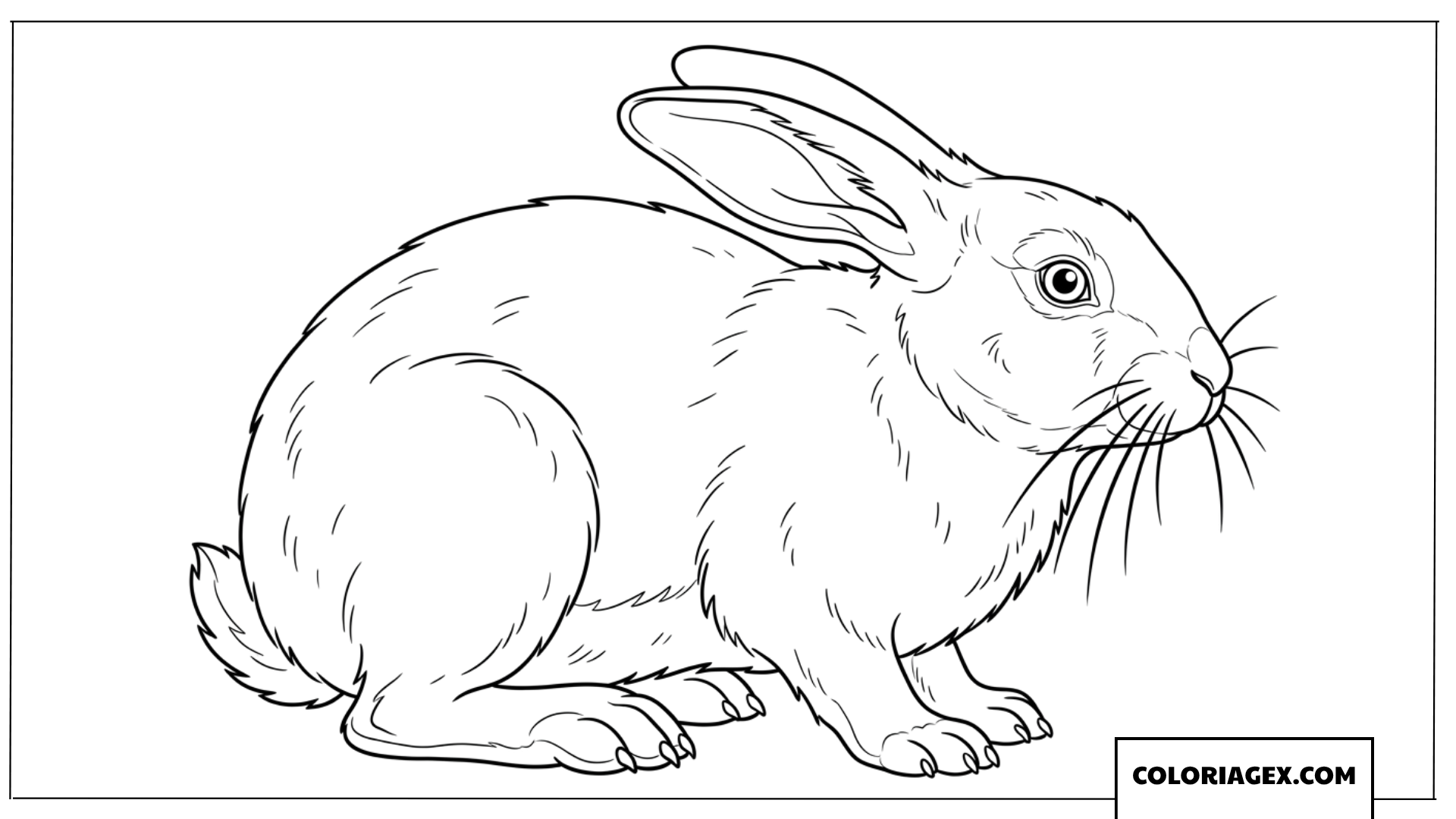Dessin d'un lapin assis de profil