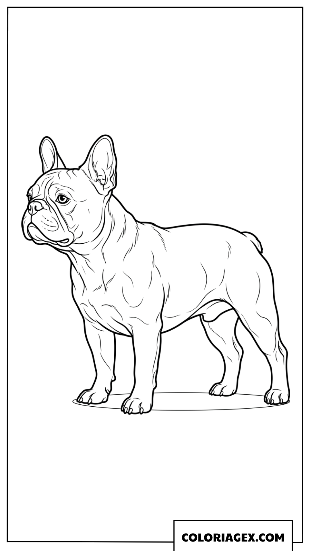 Dessin profil d'un Bouledogue Français à colorier