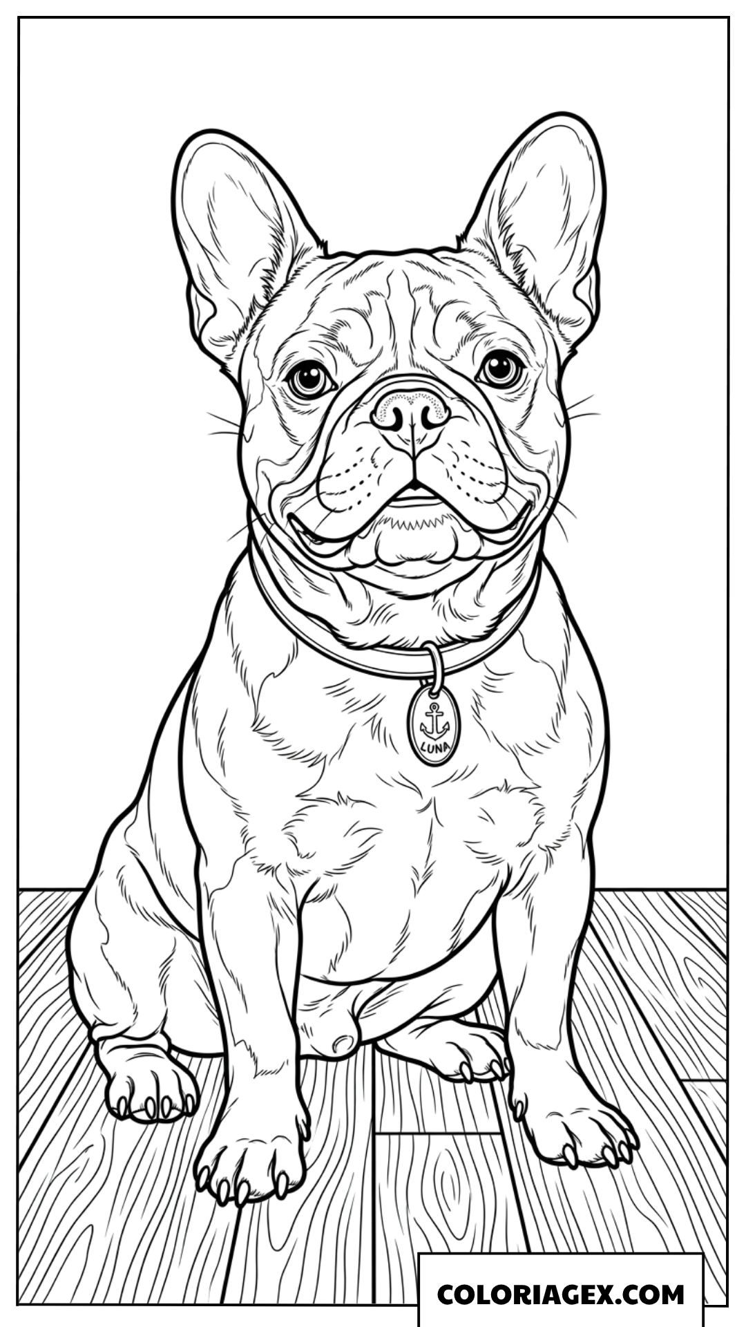 Dessin réaliste d'un Bouledogue Français assis à colorier