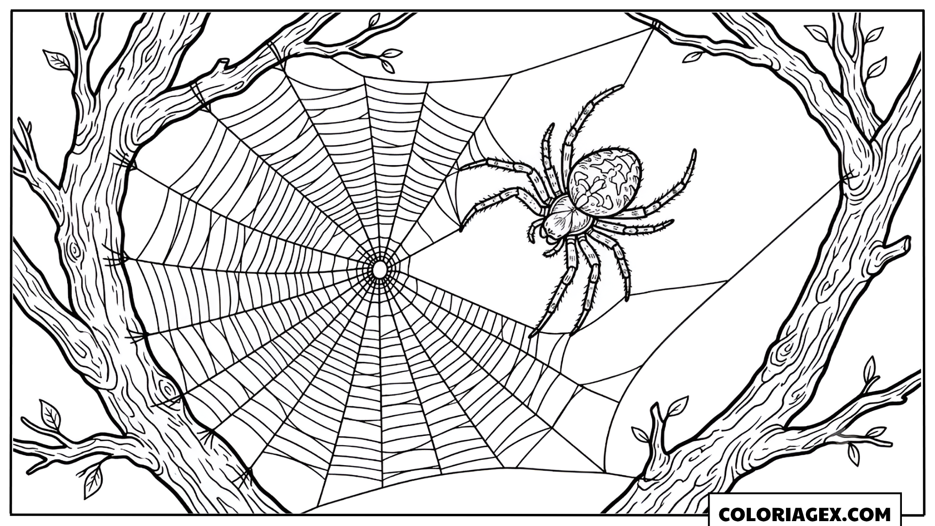 Coloriage Araignée et grande toile