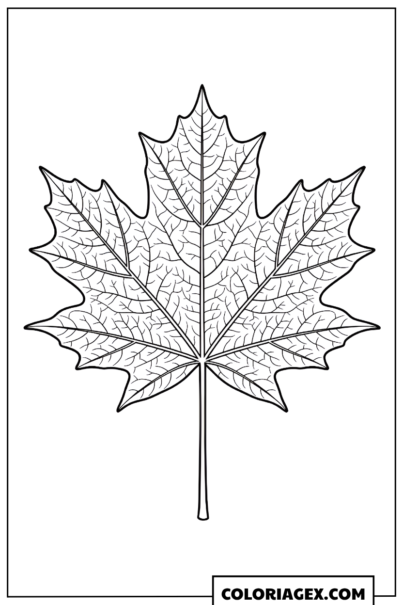 Coloriage Feuille d'érable détaillée