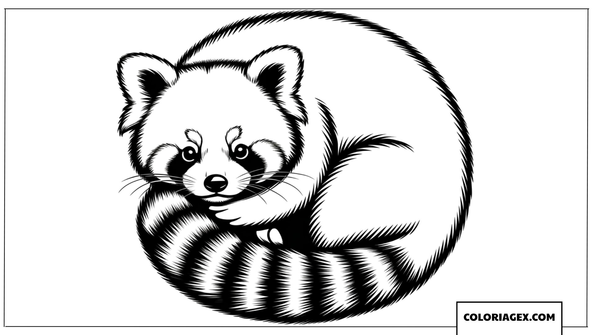 Coloriage Panda roux mignon roule en boule pour dormir