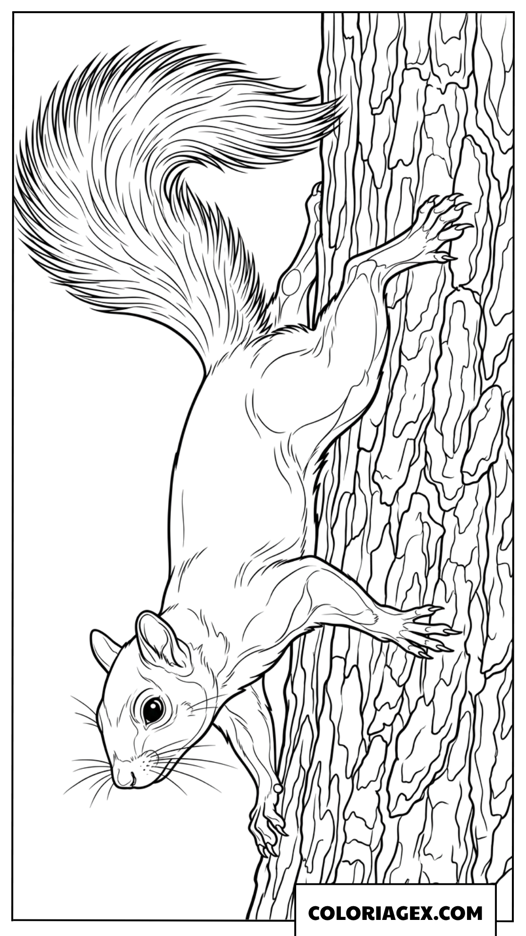 Coloriage d un ecureuil descendant un tronc d arbre