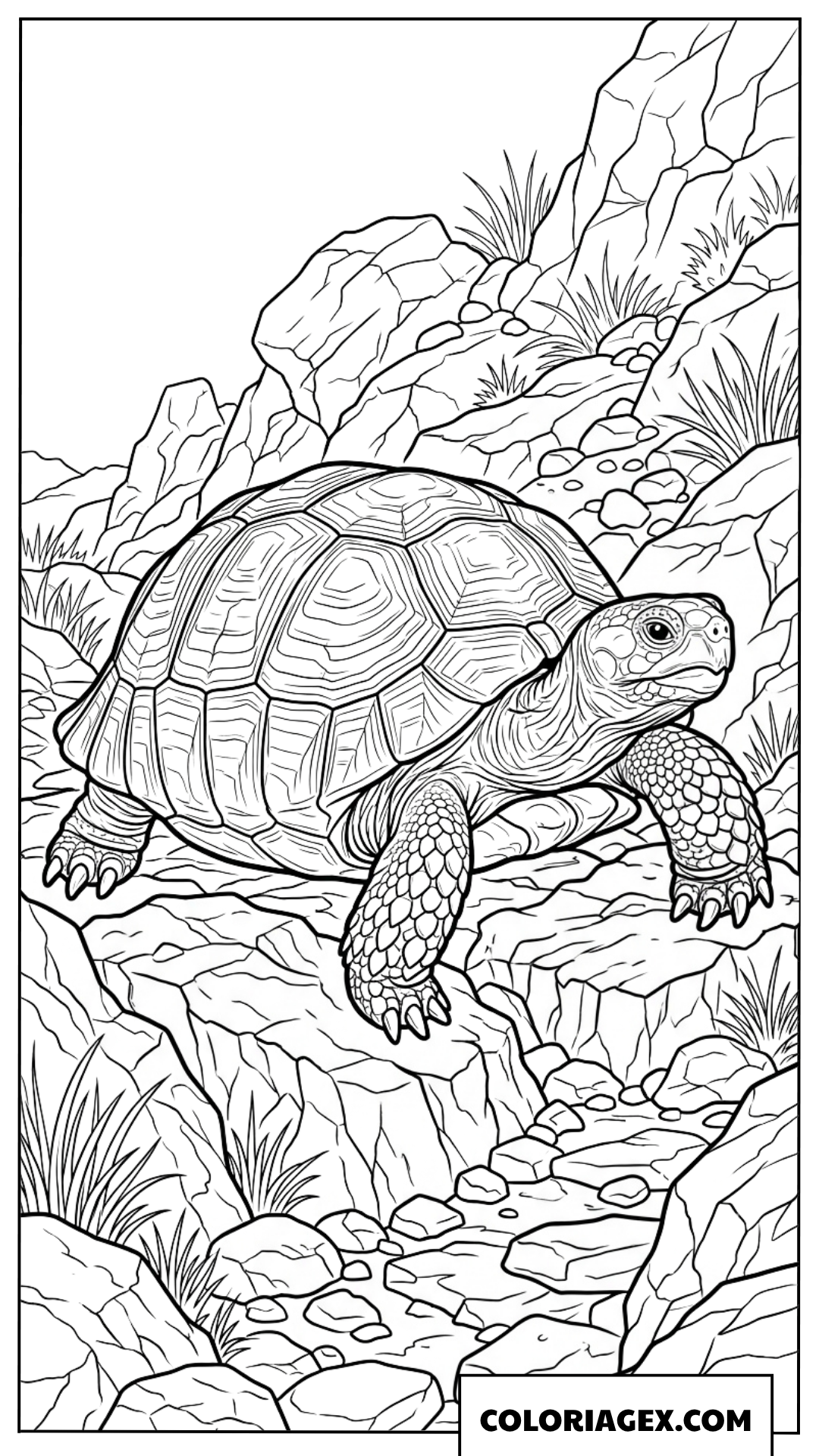 Coloriage d une vieille tortue terrestre sur des rochers sauvages