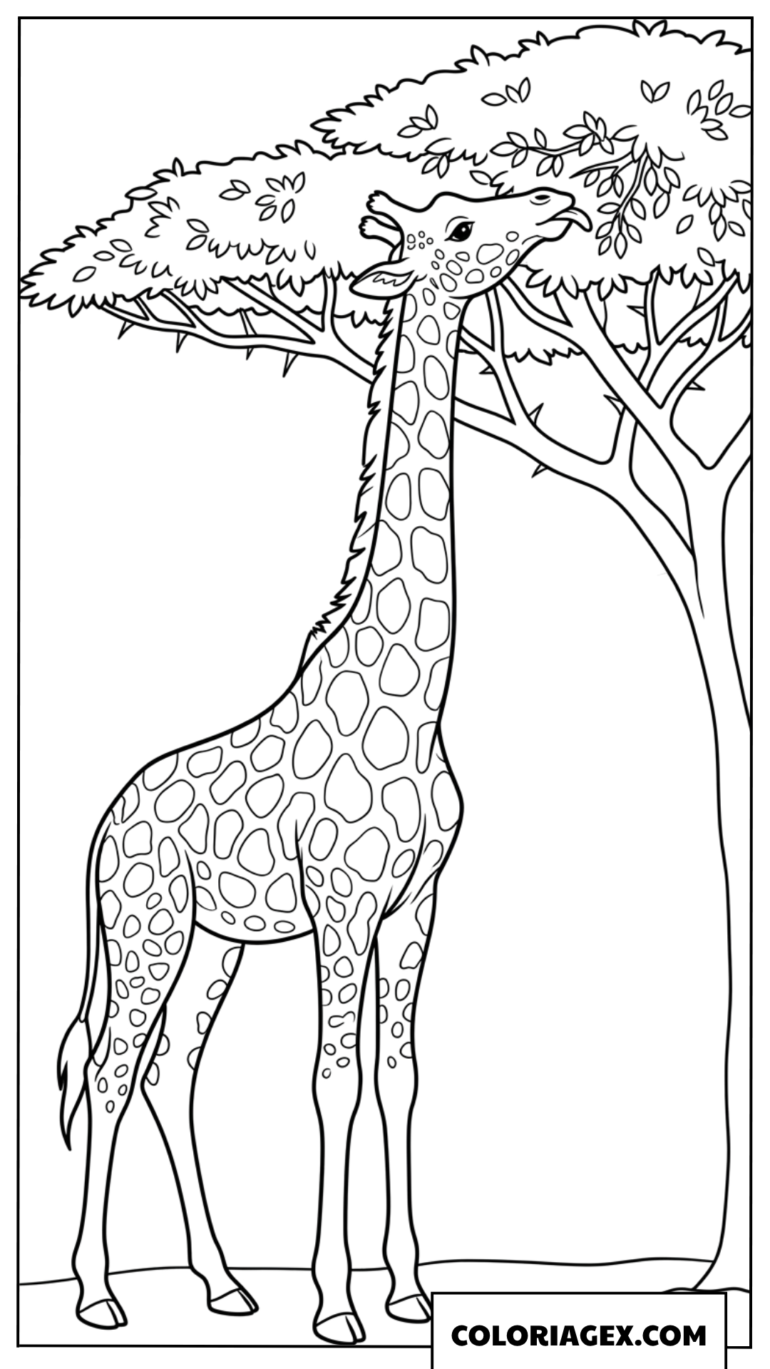 Coloriage de girafe mangeant les feuilles d'un arbre