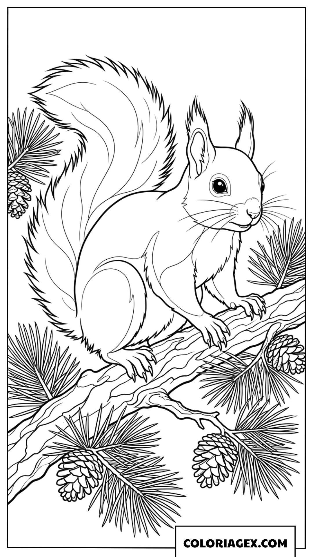 Coloriage de superbe ecureuil roux sur branche de pin