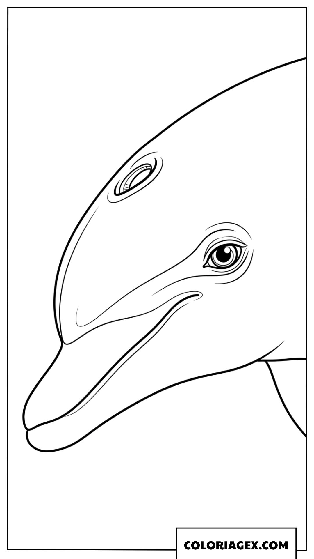 Coloriage des details de l'oeil et de l'event d'un dauphin