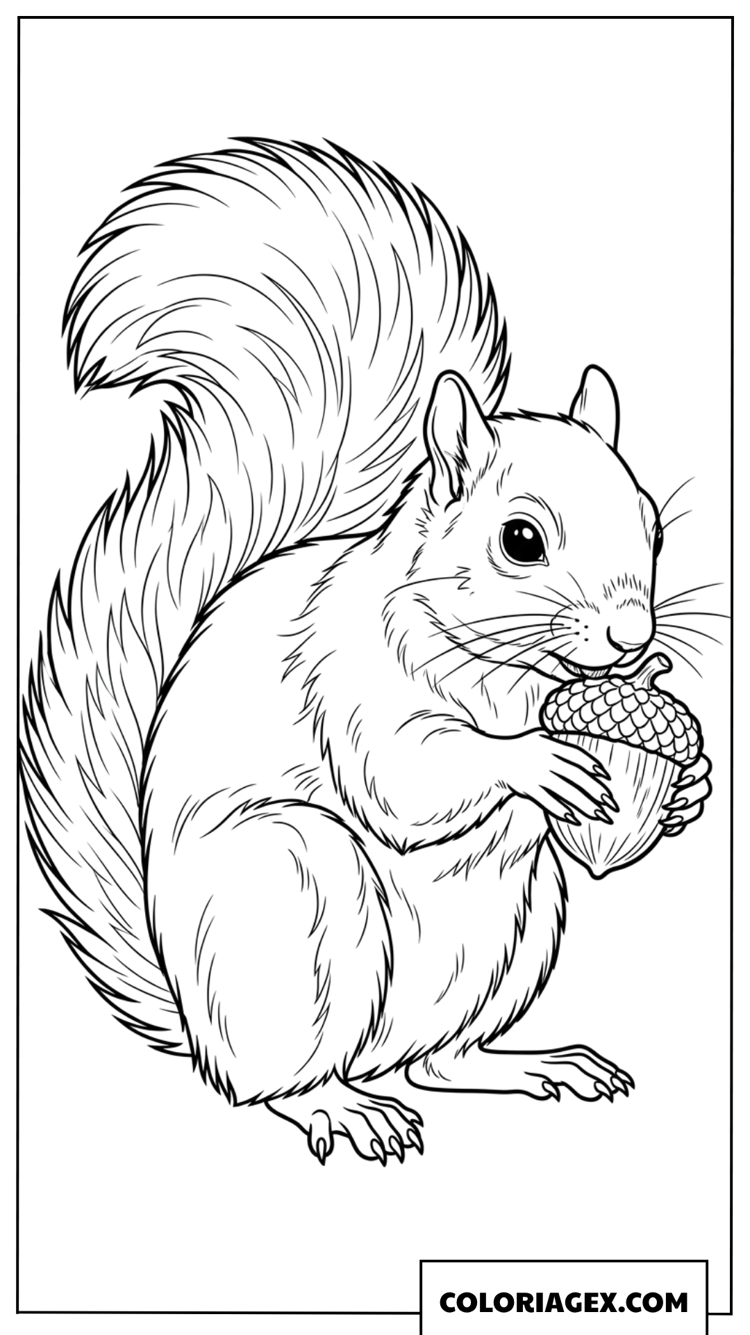 Coloriage ecureuil mangeant un gland