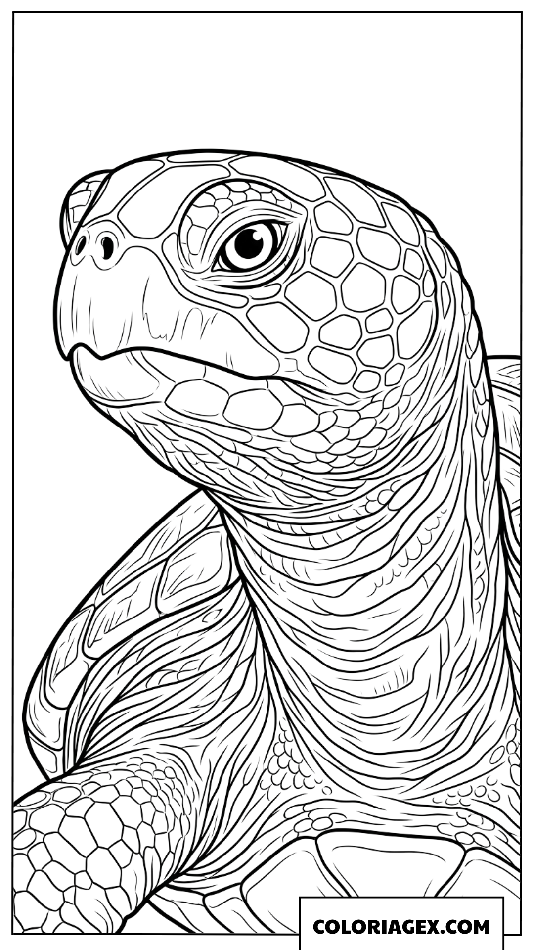 Coloriage gros plan du portrait detaille d une tortue de mer