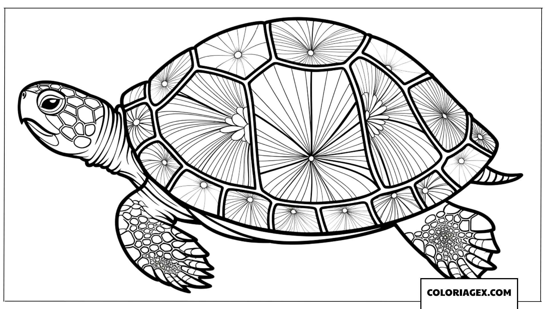Coloriage tortue de mer avec des motifs de fleurs mandala sur la carapace