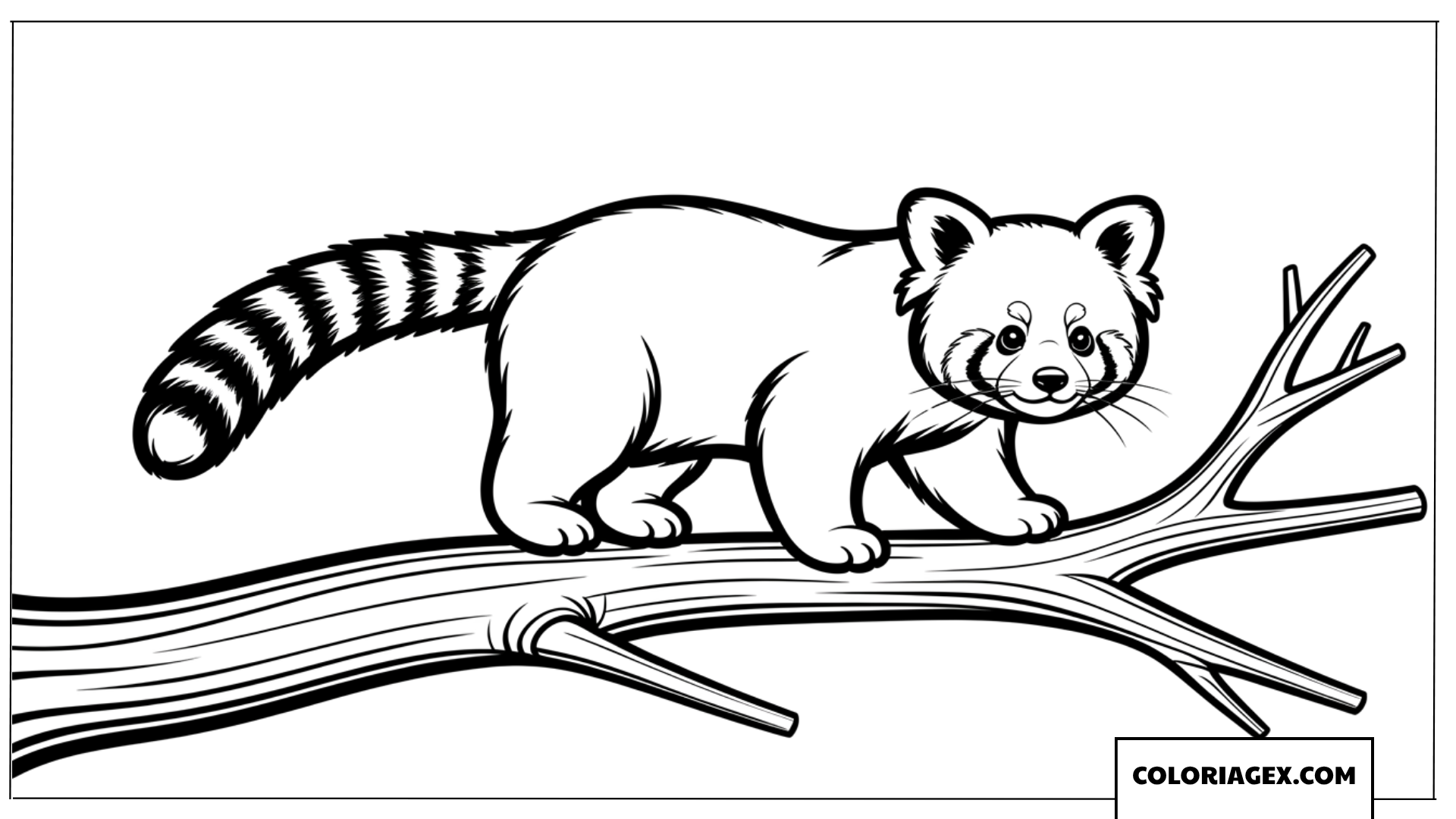 Dessin Panda roux mignon marchant sur une branche d arbre