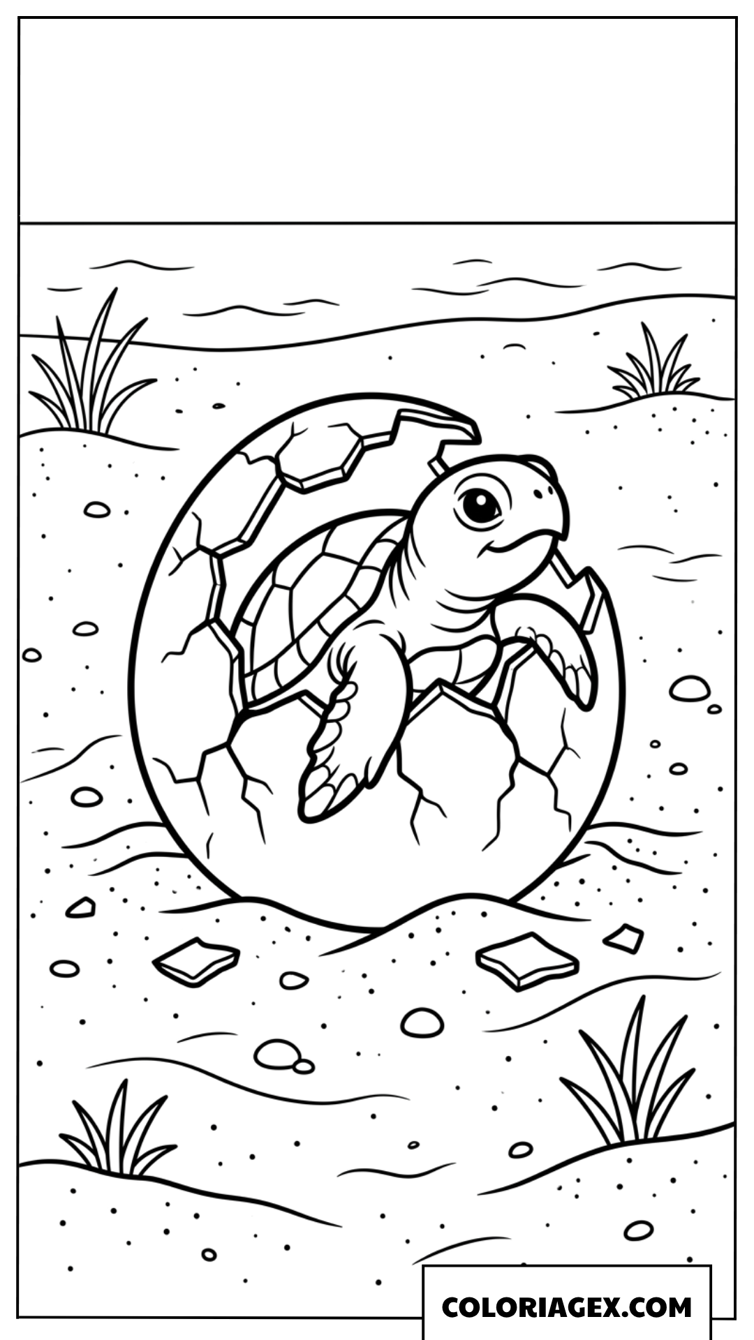 Dessin de bebe tortue sortant tout juste de sa coquille d oeuf