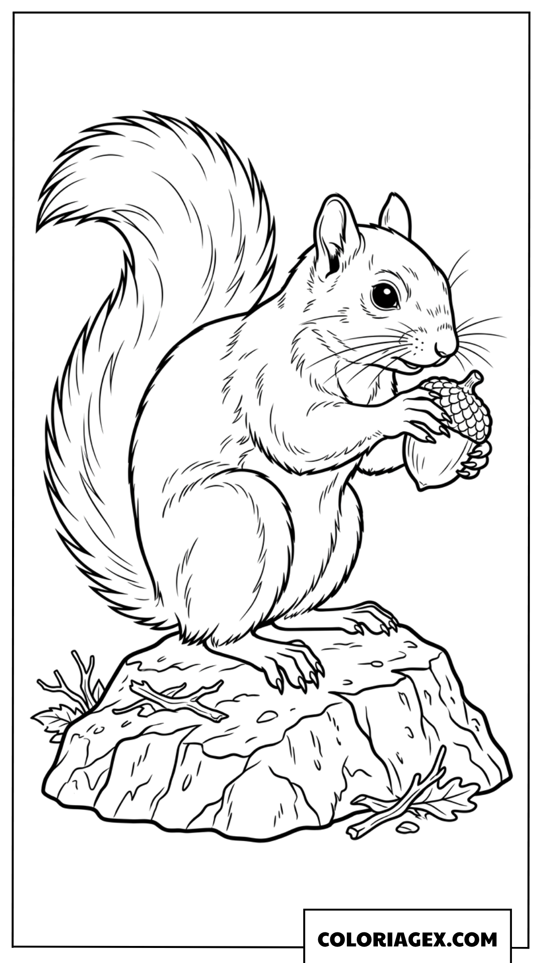 Dessin ecureuil sur un rocher avec son gland