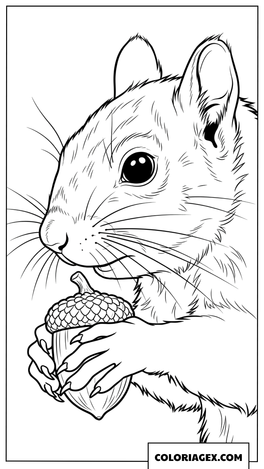 Dessin portrait d un ecureuil et son gland