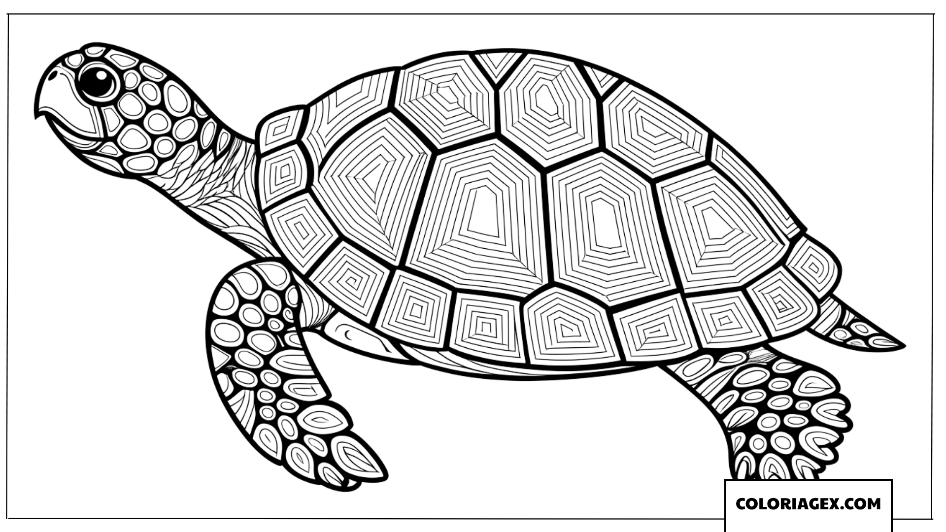 Dessin tortue de terre avec des lignes geometriques complexes
