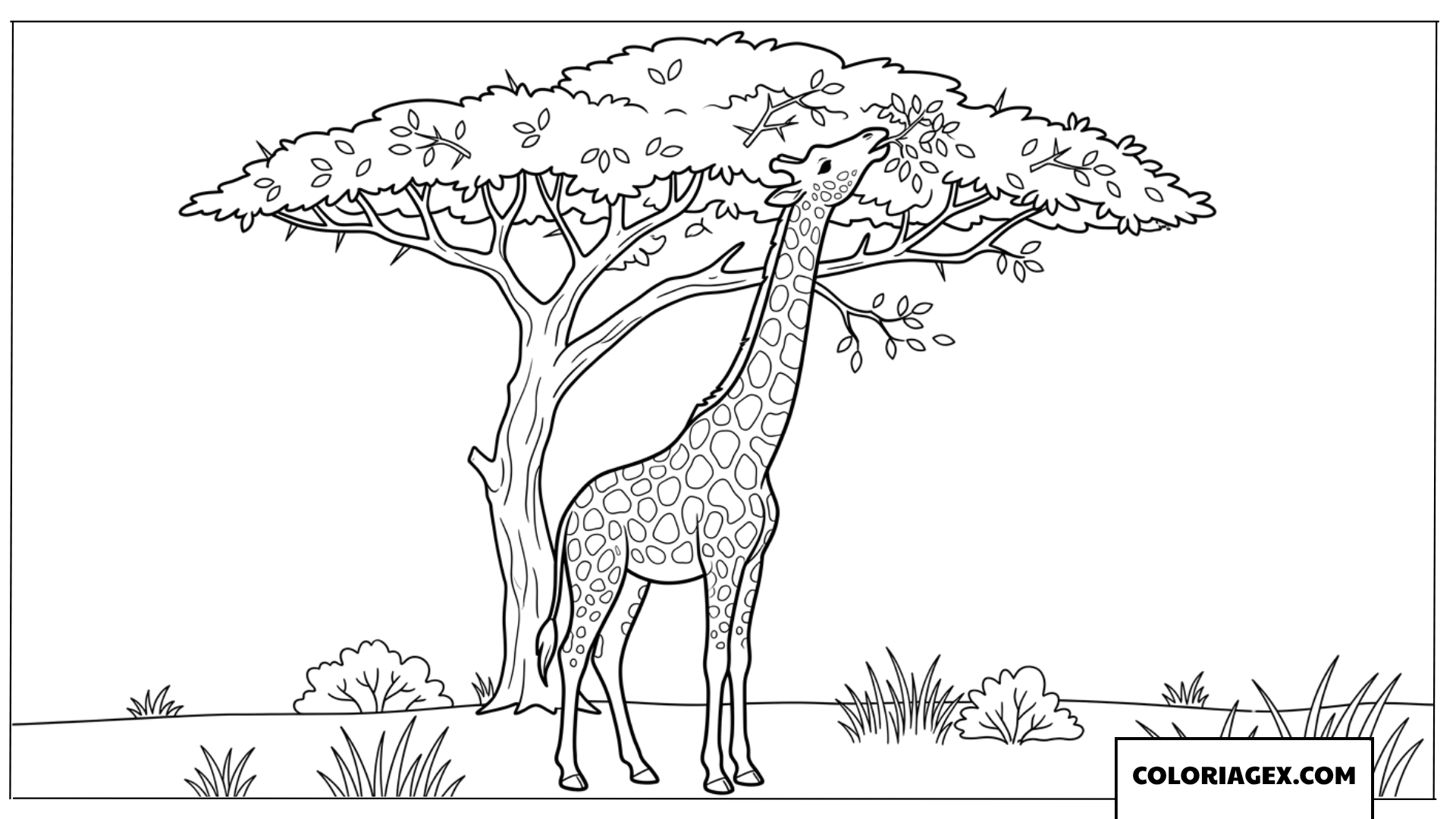 Dessin de girafe mangeant des feuilles d'un grand arbre